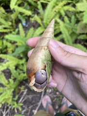 Coenobita brevimanus