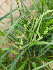 Echinochloa colona