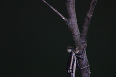 Mecistogaster ornata