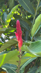 Alpinia purpurata