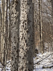 Cryptococcus fagisuga