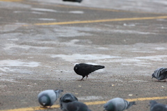 Columba livia domestica