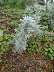 Artemisia pycnocephala