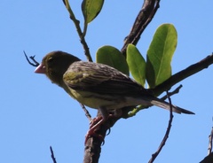 Serinus canaria canaria