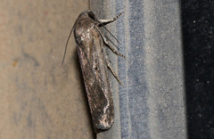 Athetis tenuis