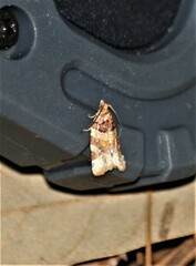 Argyrotaenia kimballi