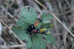 Chrysocale principalis