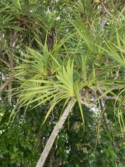Pandanus tectorius
