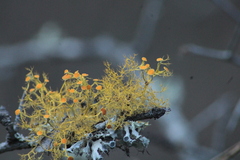 Teloschistes exilis