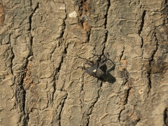 Rhyephenes humeralis