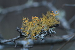Teloschistes exilis