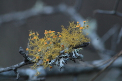 Teloschistes exilis