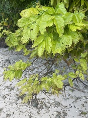 Premna serratifolia