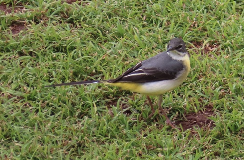 Madeiran Grey Wagtail