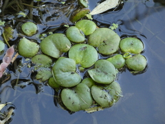 Limnobium laevigatum