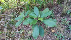 Clermontia parviflora