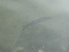 Centropomus undecimalis