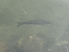 Centropomus undecimalis