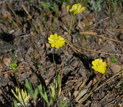 Ranunculus canus