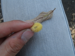 Striatoandricus georgei