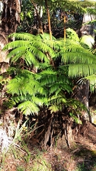 Cibotium glaucum