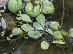 Ludwigia peploides