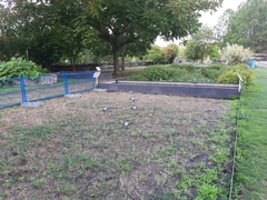 Columba livia domestica
