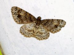 Myrioblephara simplaria