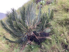 Encephalartos ghellinckii