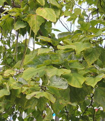 Erysiphe catalpae