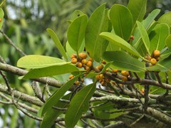 Ficus americana