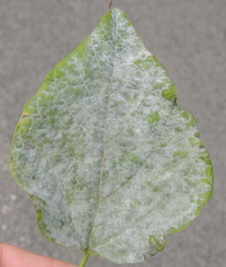 Erysiphe catalpae