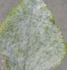 Erysiphe catalpae