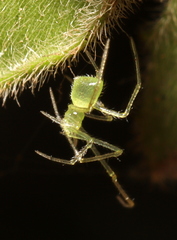 Synotaxidae