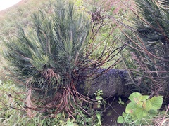 Encephalartos ghellinckii