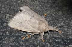 Anaxidia lactea