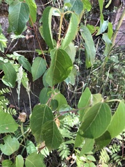 Aristotelia chilensis