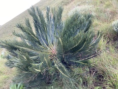 Encephalartos ghellinckii