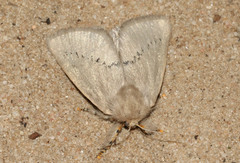 Anaxidia lactea