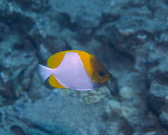 Hemitaurichthys polylepis