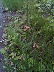 Bolboschoenus maritimus