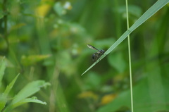 Salpingogaster