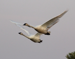 Cygnus columbianus