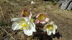 Helleborus niger