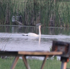 Cygnus columbianus