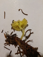 Chrysomphalina grossula