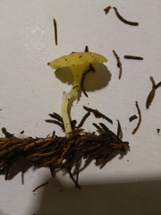 Chrysomphalina grossula