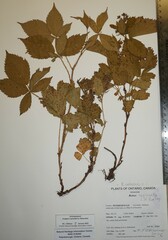 Rubus regionalis