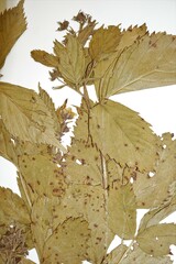 Rubus regionalis
