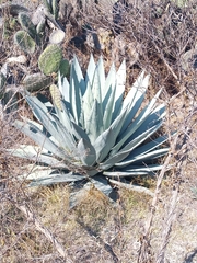 Agave applanata